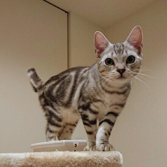 スコティッシュフォールドのガオウくん