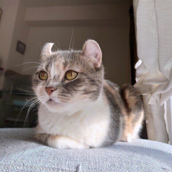 アメリカンカール・ショートヘアのモナちゃん