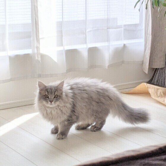 部屋の中を探検するサイベリアン