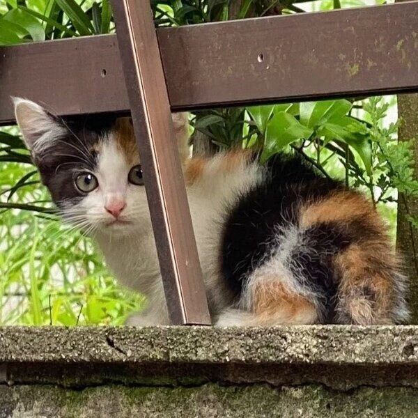 民家で発見された元野良の子猫→数年後、「可愛さが集結」した姿