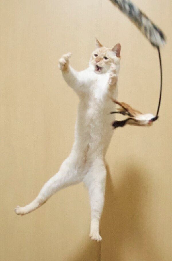 しょんぼり顔でジャンプするテンくん