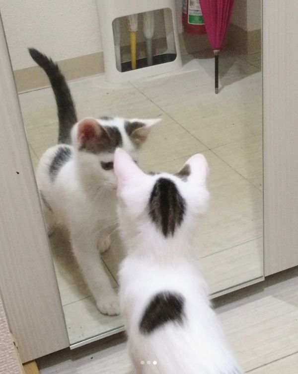 鏡を初めて見た猫