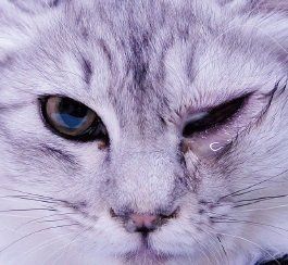 画像／2019年３月号「猫医療の現場から」