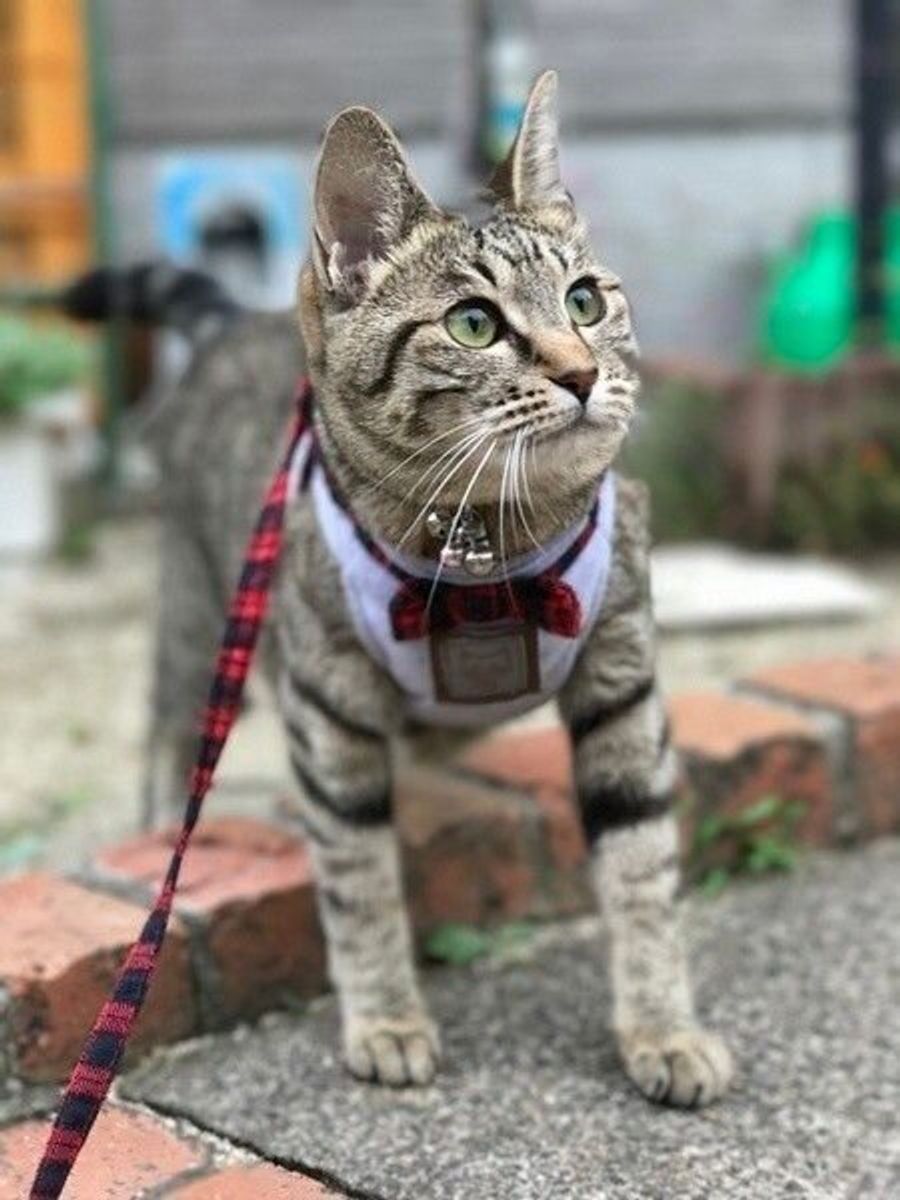 専門家監修 猫に散歩は必要 室内飼いのコツと散歩させる場合の注意点 ねこのきもちweb Magazine 専門家監修 猫に散歩は必要 室内飼いのコツと散歩させる場合の注意点 ねこのきもちweb Magazine