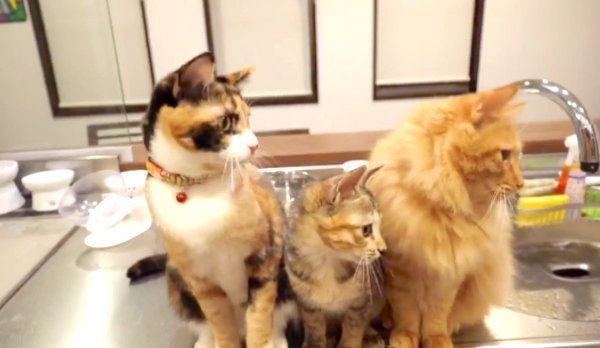 リズムに乗ってシンクロするひじきちゃん、しじみちゃん、いなりくん