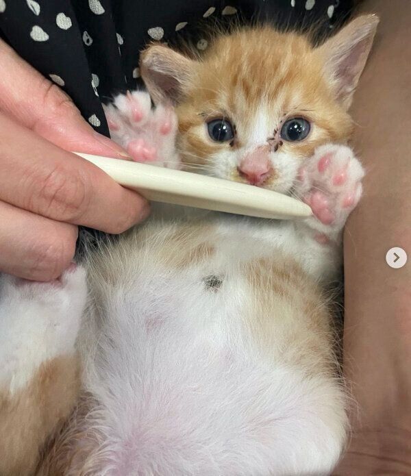 お腹を出すきゅんくん