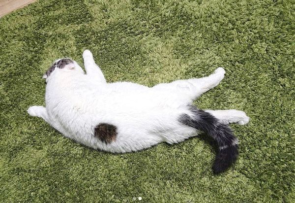 独特な体勢でくつろぐライくん