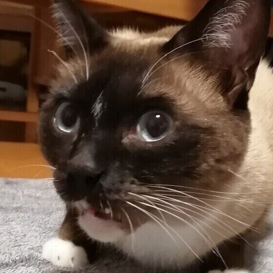 くさ顔のシャム（オス）