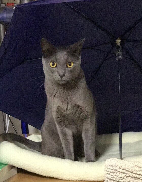 バーミーズの特徴と性格・飼い方・価格相場など｜猫図鑑｜ねこのきもち 