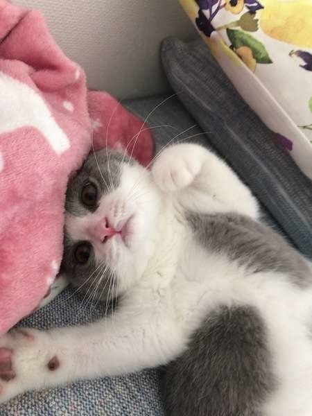 床にすりすりする猫