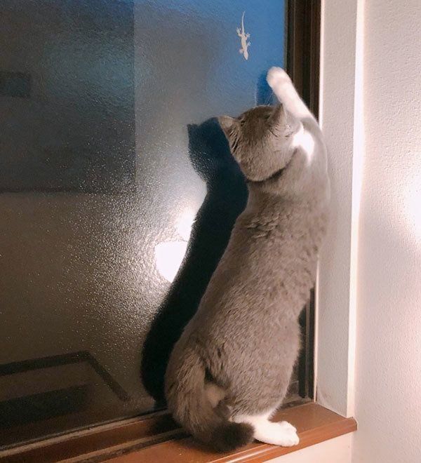 やもりが気になるひのでくん