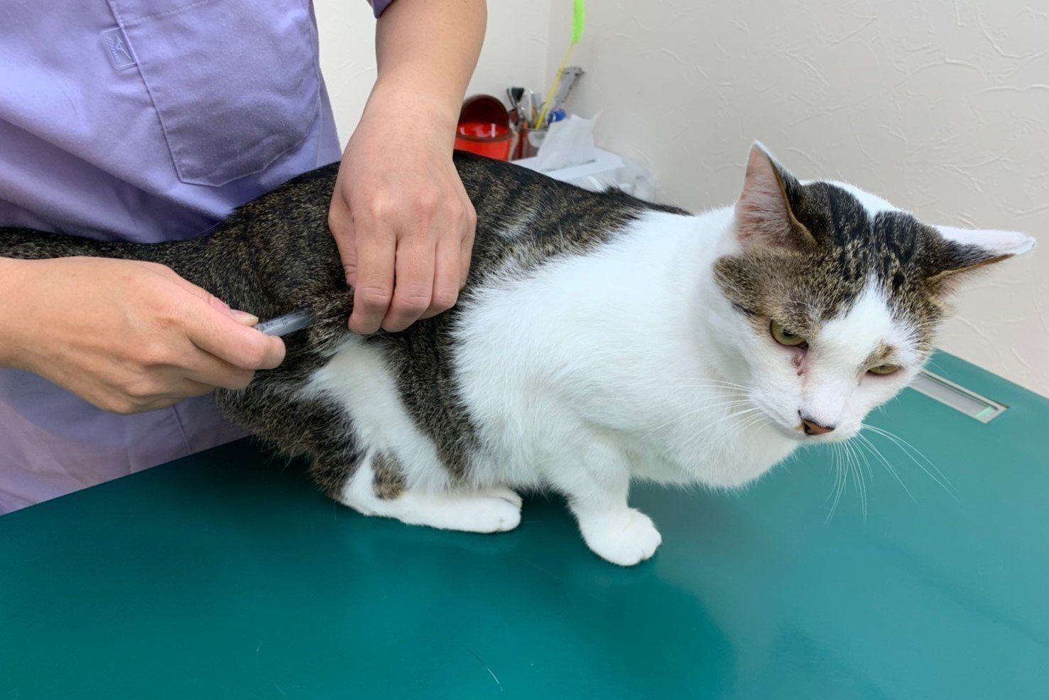 ワクチン接種を受ける猫