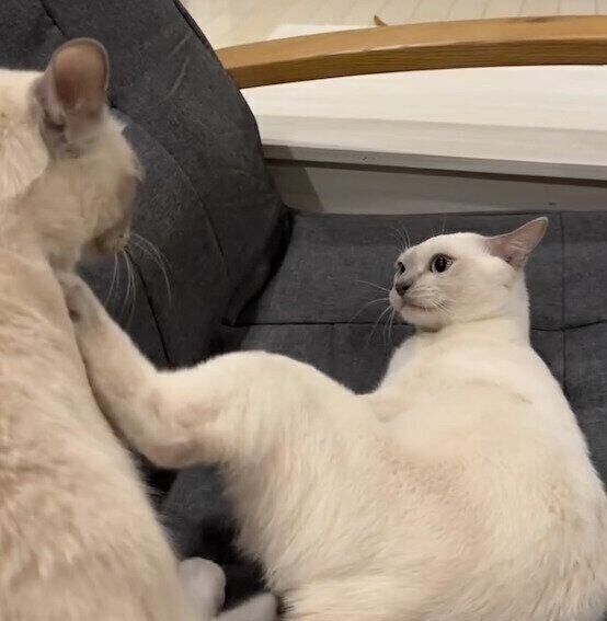 カノンくんのことを蹴ってしまうマハロくん