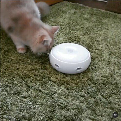 猫じゃらシッターの前に立つブリティッシュショートヘア