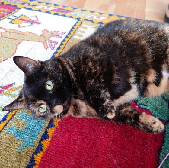 ゴロゴロするマンチカン