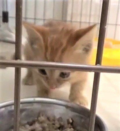 かわいすぎる子猫