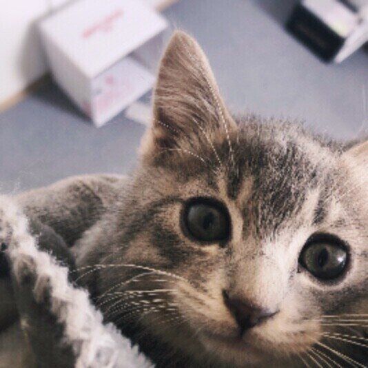 MIXサバトラのモモ吉くん