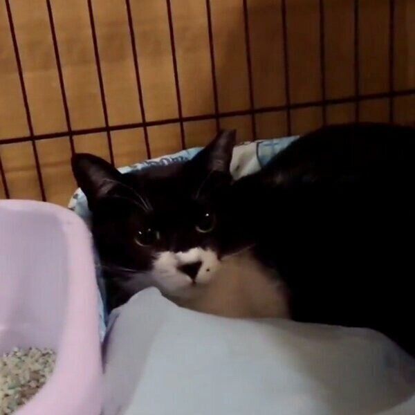 お迎え当時のモンドちゃん