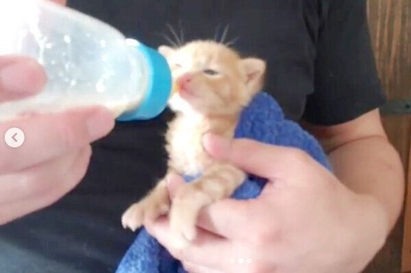 ミルクを飲むトロくん