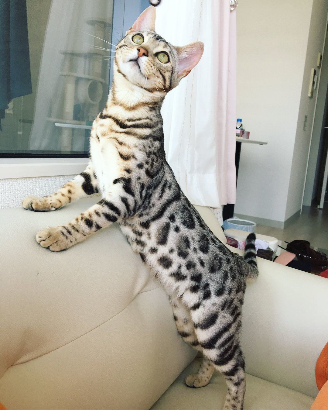 ベンガル_シルバースポテッドタビー