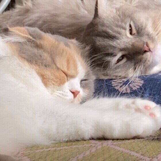 眠る2匹の猫