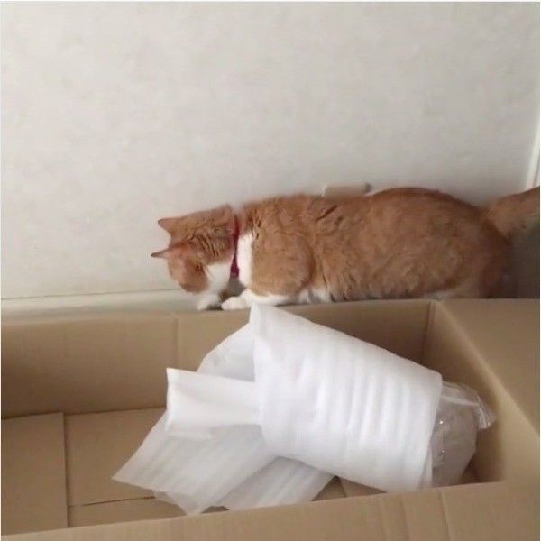 押し出されるニャンコ