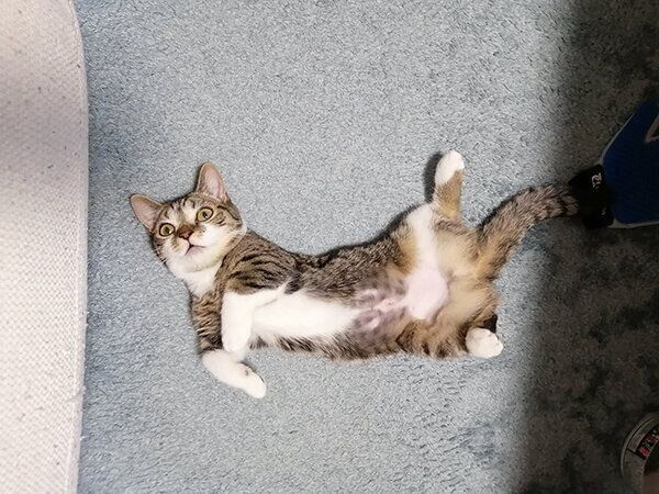 ヘソ天するもかちゃん