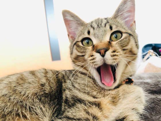 あくびをするキジトラ