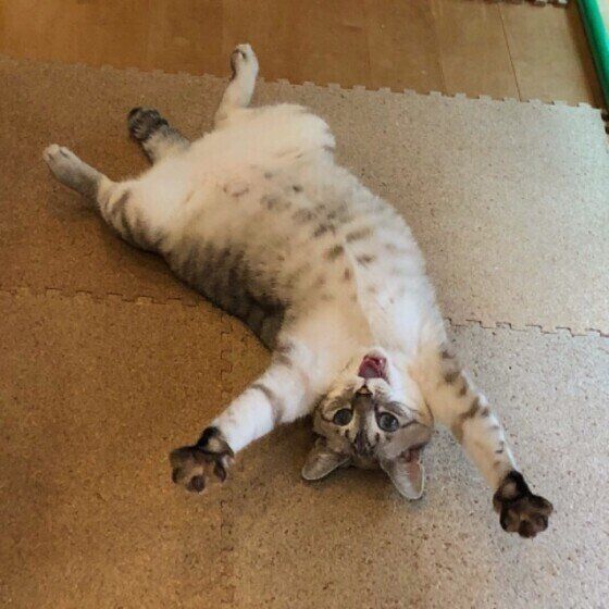 MIXのクルミちゃん