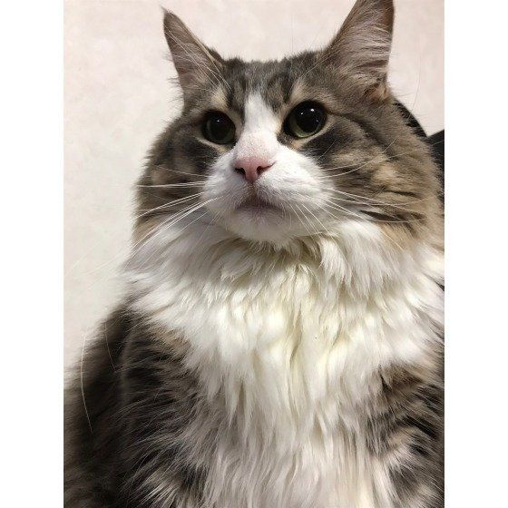 ノルウェージアンフォレストキャット