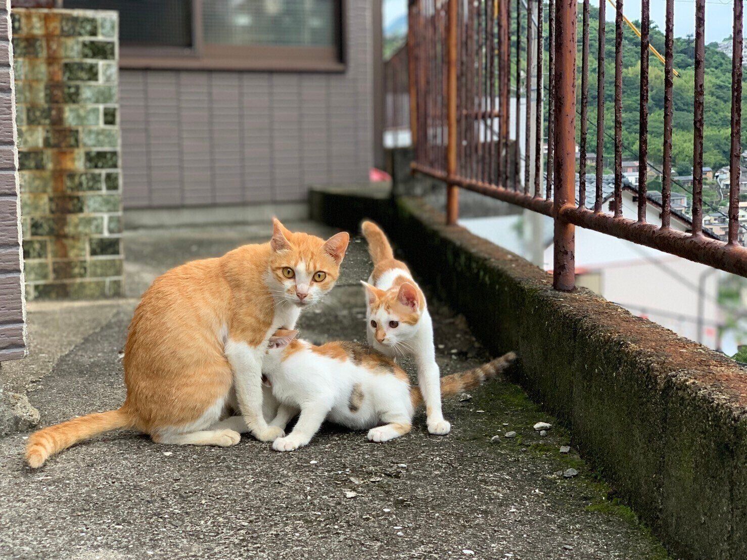 写真提供／nfs cats