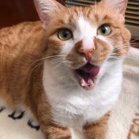 大口で鳴く茶トラ猫