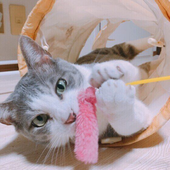 ピンクの猫じゃらしであそぶMIXサバトラ