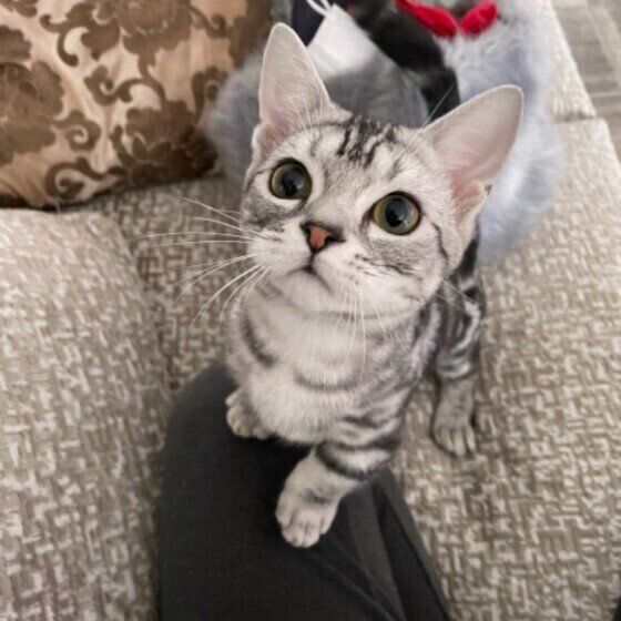 イタズラが好きなマンチカン