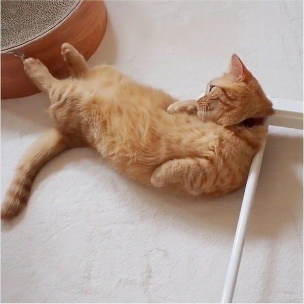 マンチカンのココちゃん