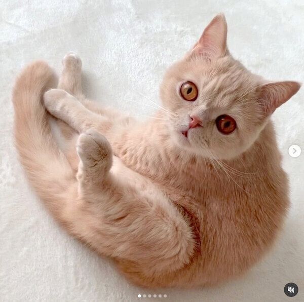 見つめる茶々丸くん