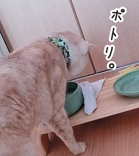 布を被せるれおくん