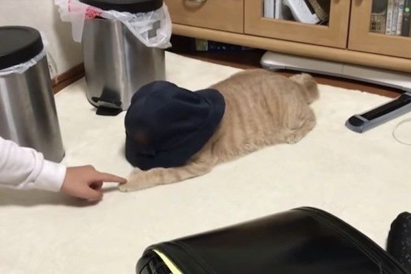 帽子大好きニャンコ