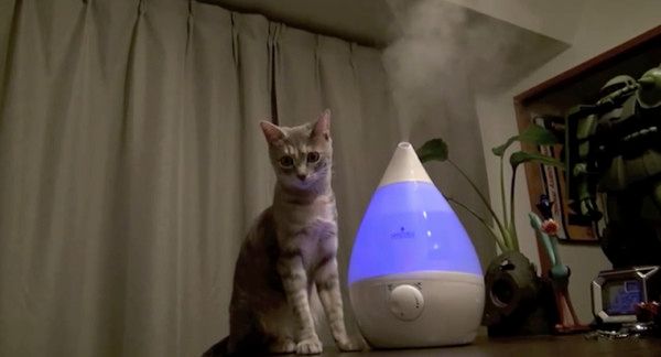 加湿器に興味津々の猫