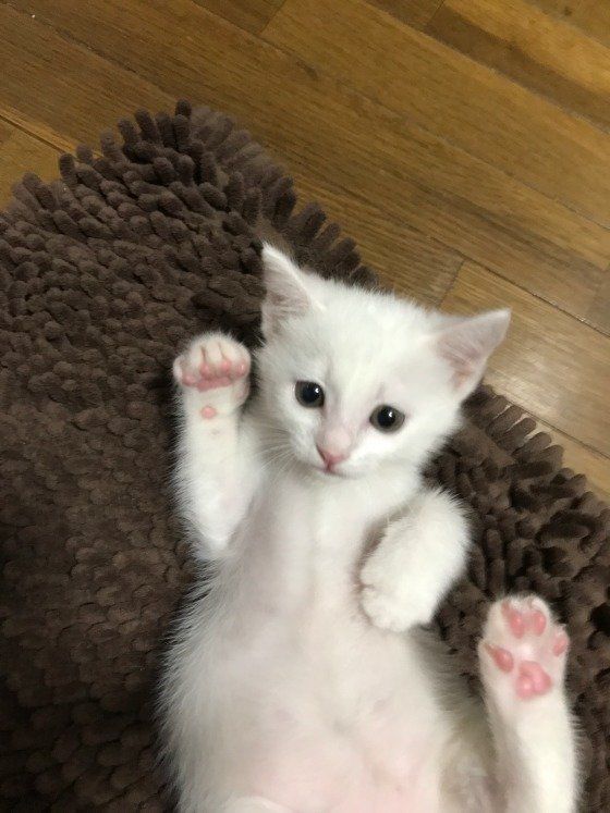 仰向けの白い子猫