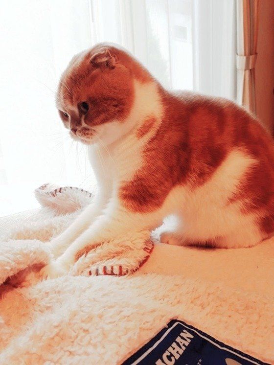 ふみふみする猫