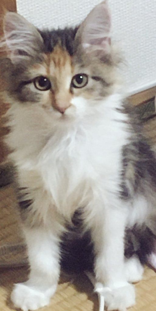 生後2カ月のメインクーン