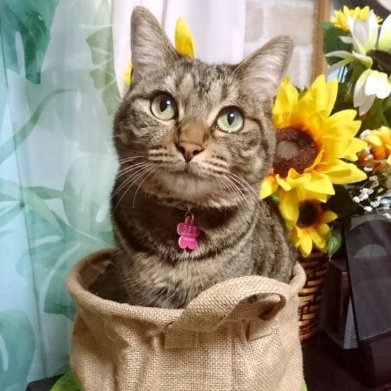 カゴが大好きなキジトラ