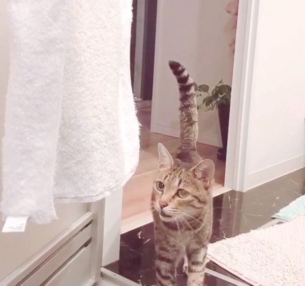 飼い主さんを探しにきたMugiくん