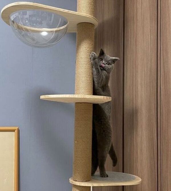 キャットタワーで可愛らしいポーズをするトロくん