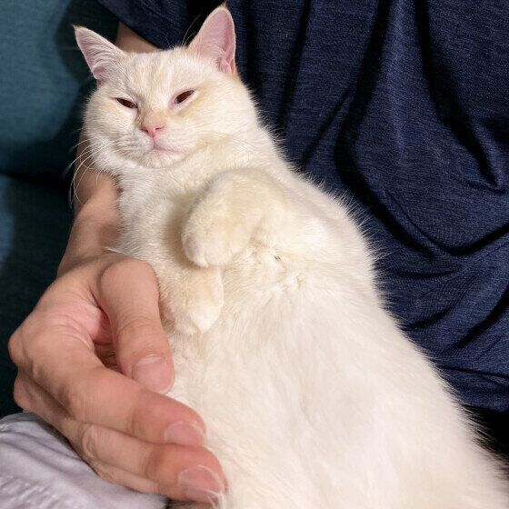 ミヌエットのラテちゃん