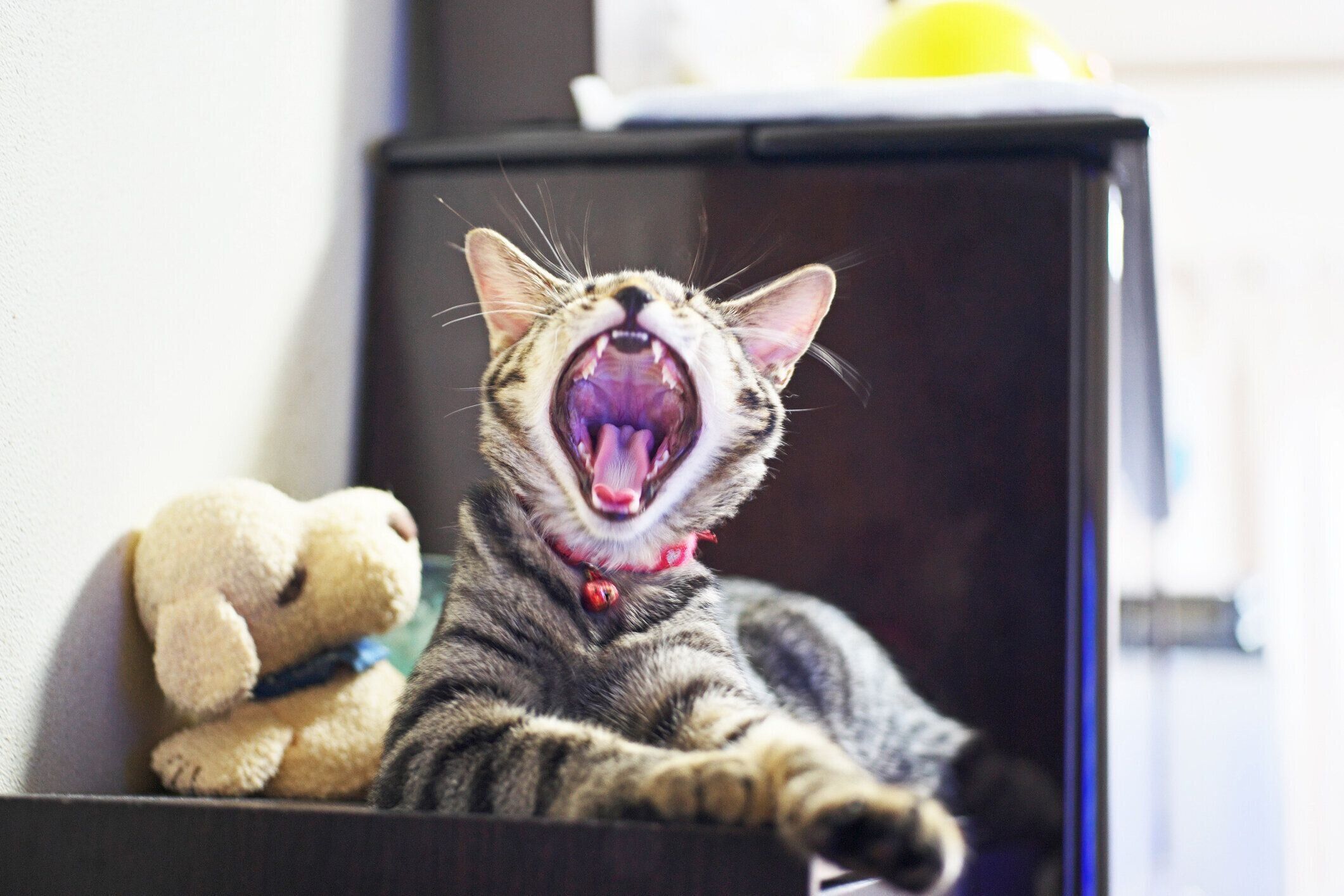 猫(キジトラ猫)