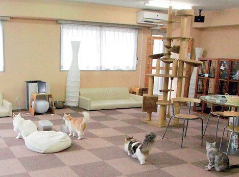 東京　豊島区　猫カフェ　ねころび