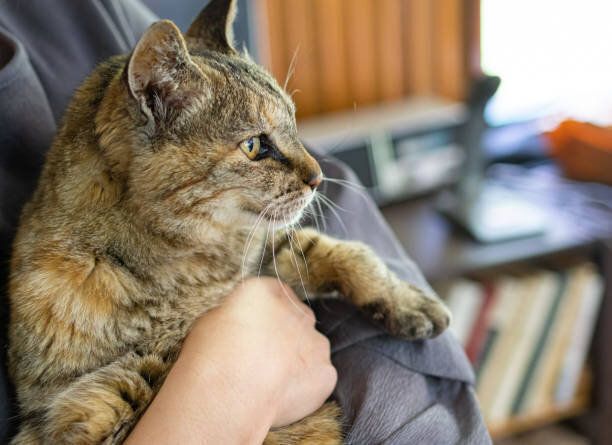 だっこされる猫