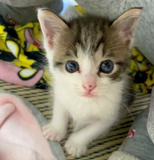 見つめる柚子もちくん